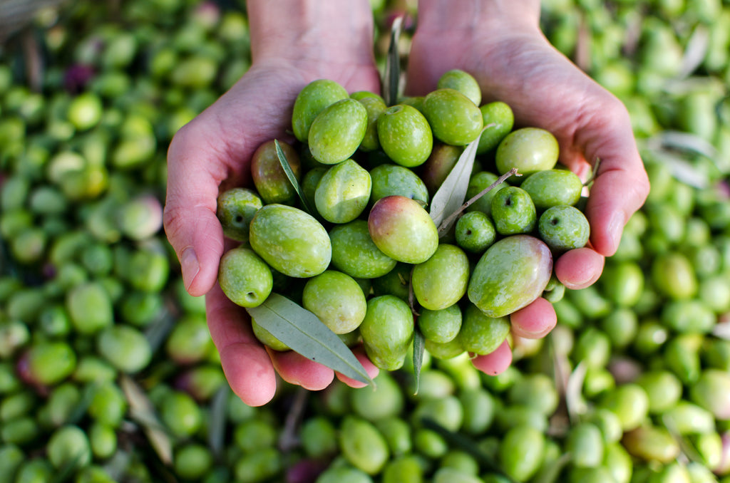 A History of Olive Oil Part 1